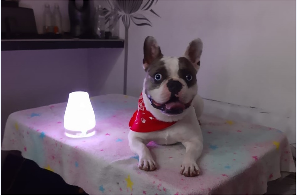 Los beneficios de la aromaterapia en las mascotas
