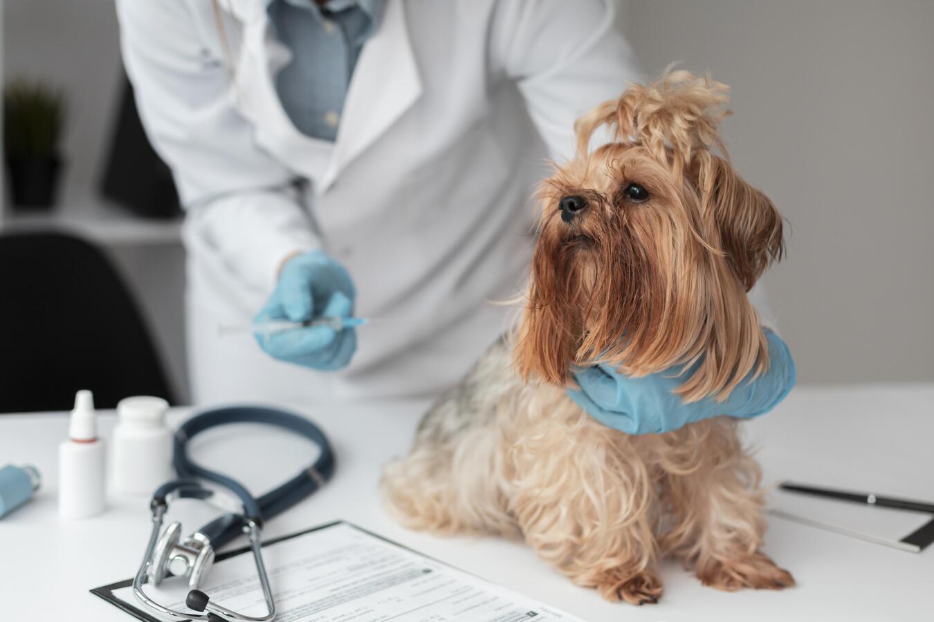 Recomendaciones para frenar el ‘Moquillo Canino’ en Bogotá