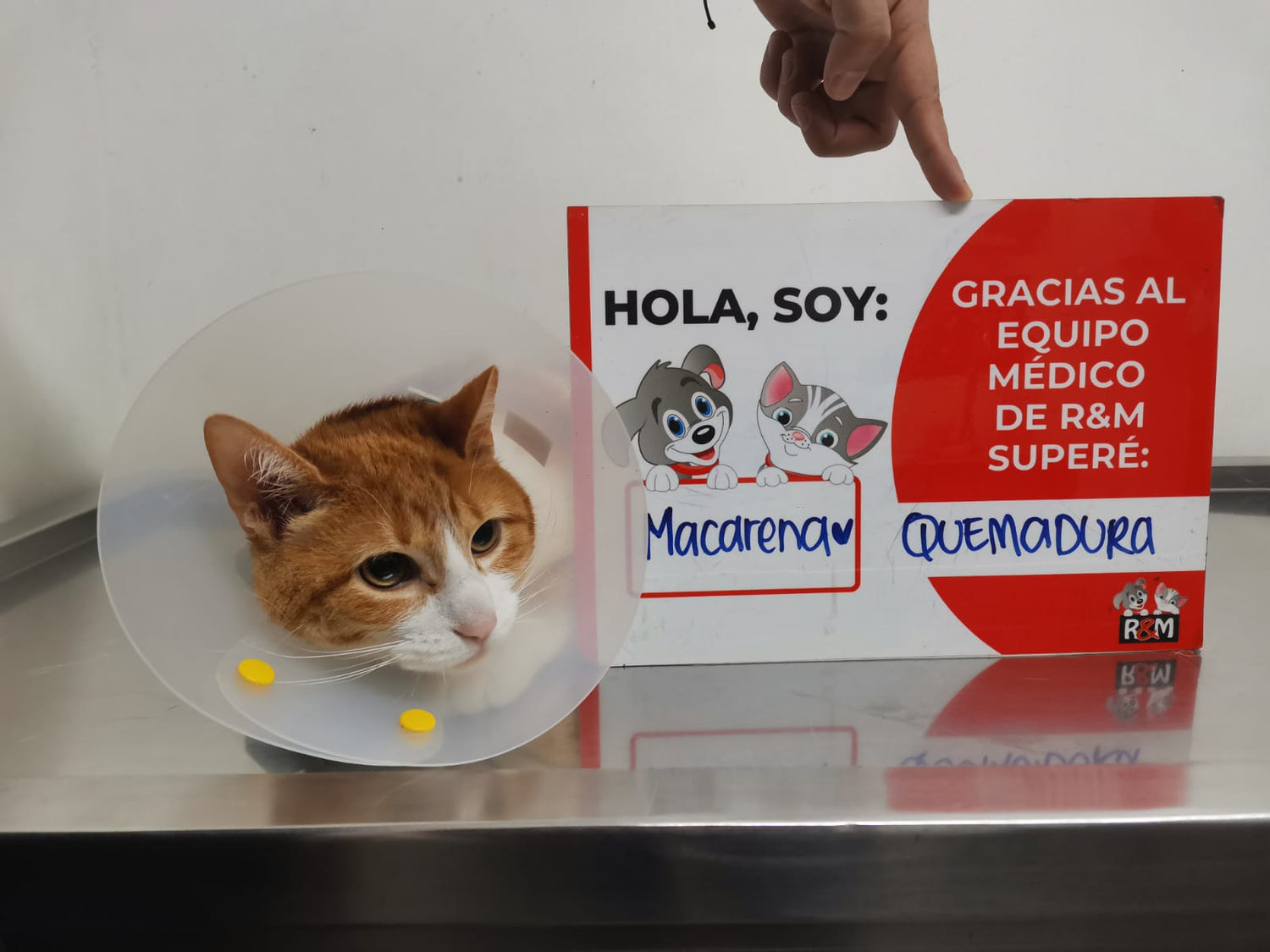 Ventajas de una Clínica 24 horas: La tranquilidad de tener un veterinario siempre disponible